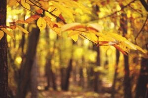 Herbstblätter im Wald