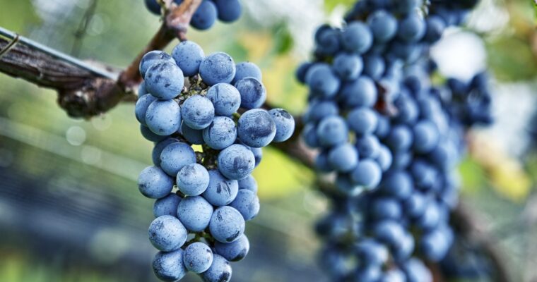 Weintrauben aus Agriloro