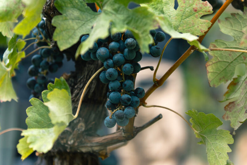 Grapes in the vineyard in Agriloro